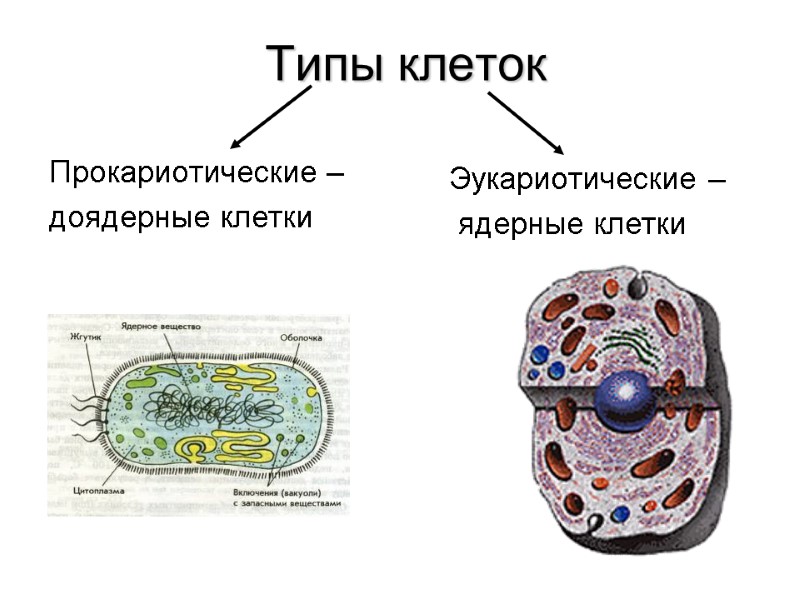 Типы клеток Прокариотические – доядерные клетки     Эукариотические –  